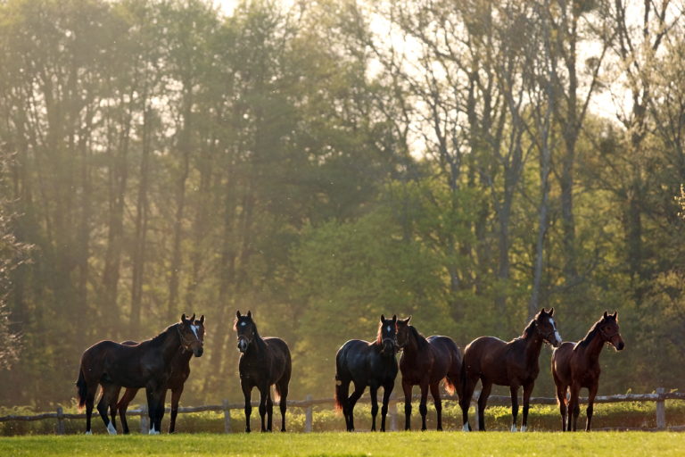 Horses turned out